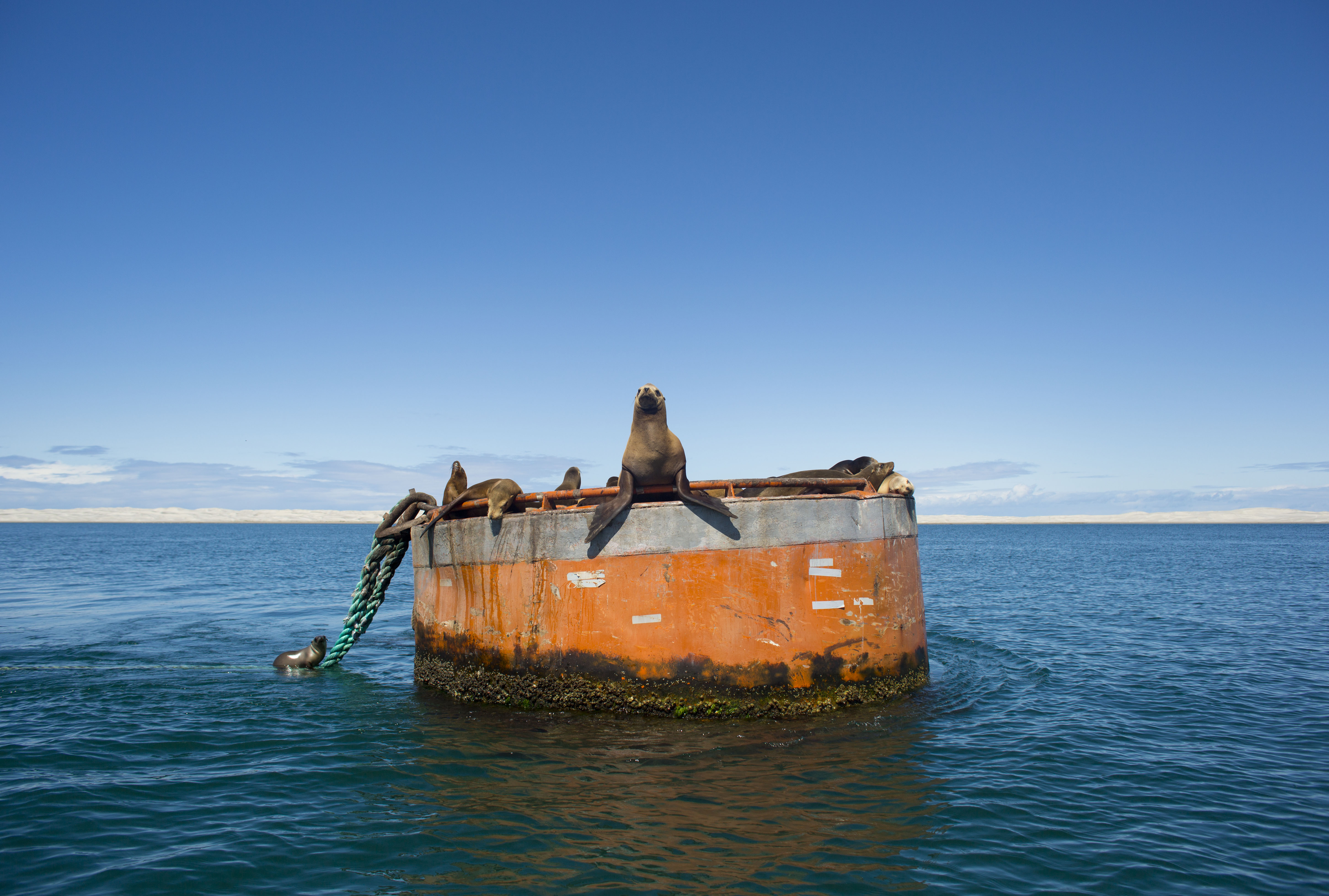 In this March 3, 2015 photo, a group of California sea lions rest on a large bouy in the San Ignacio lagoon, in the Pacific Ocean, near Guerrero Negro, in Mexico's Baja California peninsula. (AP Photo/Dario Lopez-Mills) (AP)