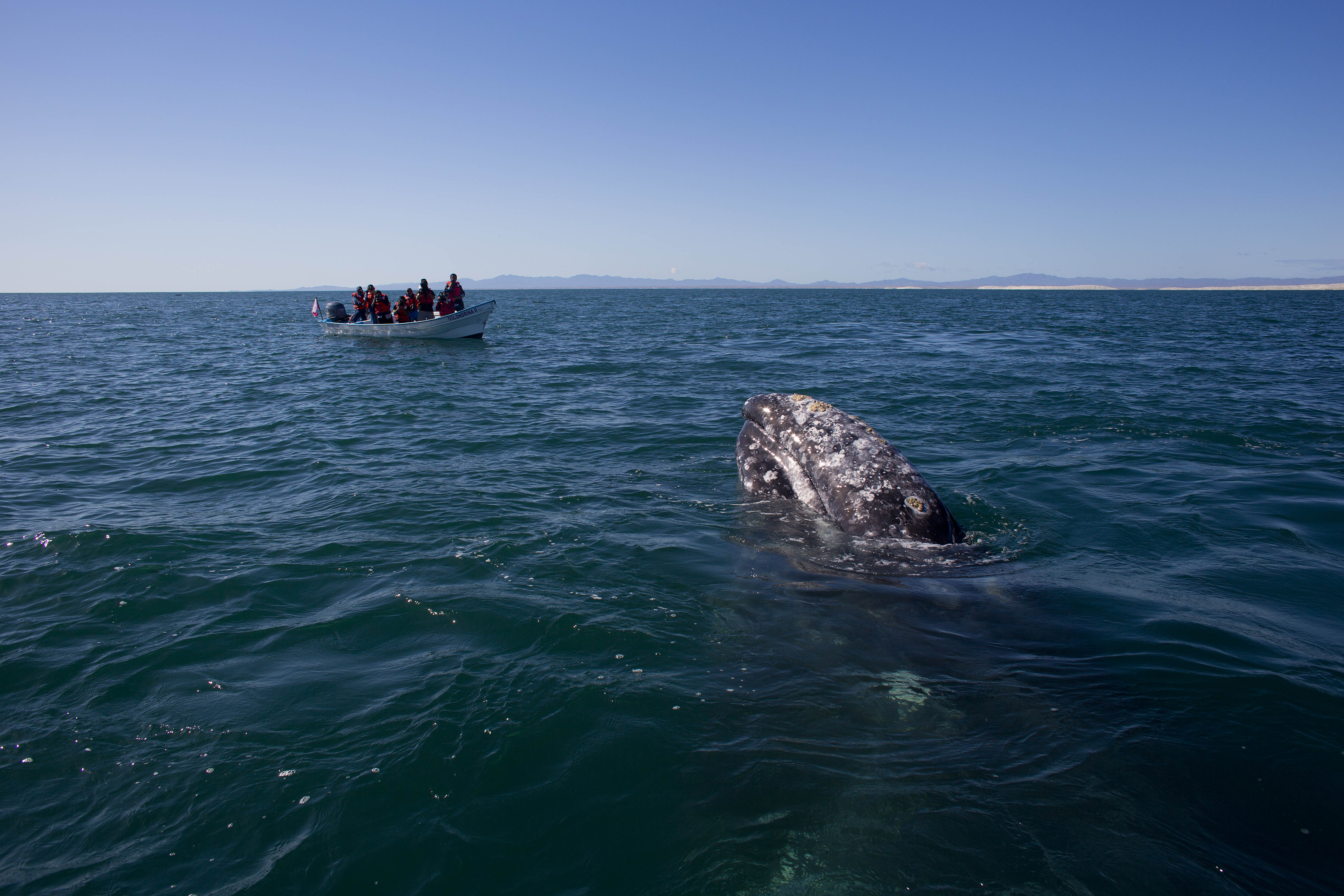 In this March 3, 2015 photo, visitors aboard a boat watch as a gray whale surfaces in the Pacific Ocean waters of the San Ignacio lagoon, near the town of Guerrero Negro, in Mexico's Baja California peninsula. (AP Photo/Dario Lopez-Mills) (AP)