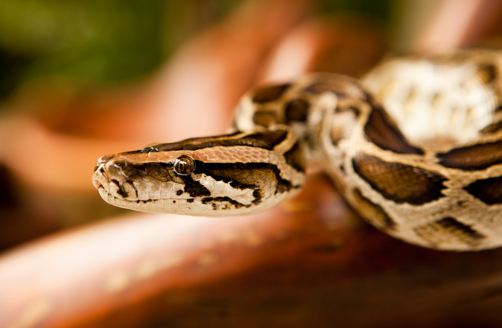 (lunatic67/Shutterstock)