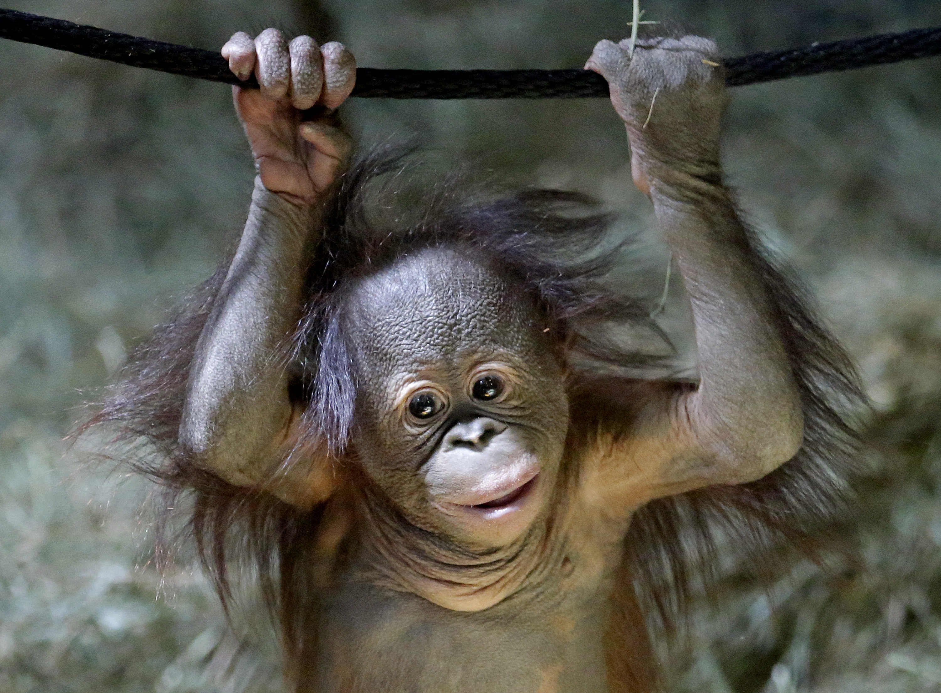 Tuah, the five month-old Bornean orangutan looks on in the Great Ape Building at Utah's Hogle Zoo Friday, April 10, 2015, in Salt Lake City.  (AP Photo/Rick Bowmer) (AP)