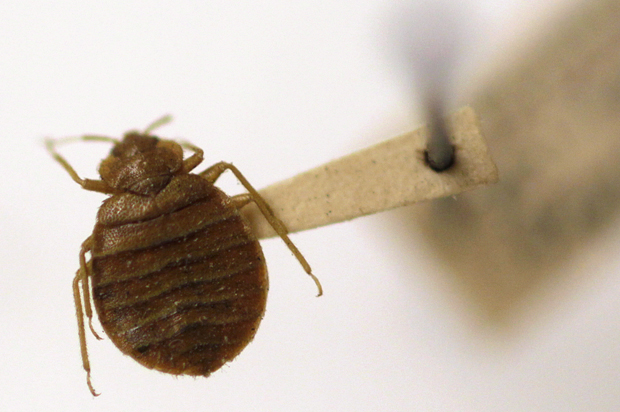 A bedbug is displayed at the Smithsonian Institution National Museum of Natural History in Washington. (AP/Carolyn Kaster)