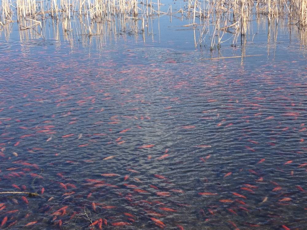 (Colorado Parks and Wildlife)