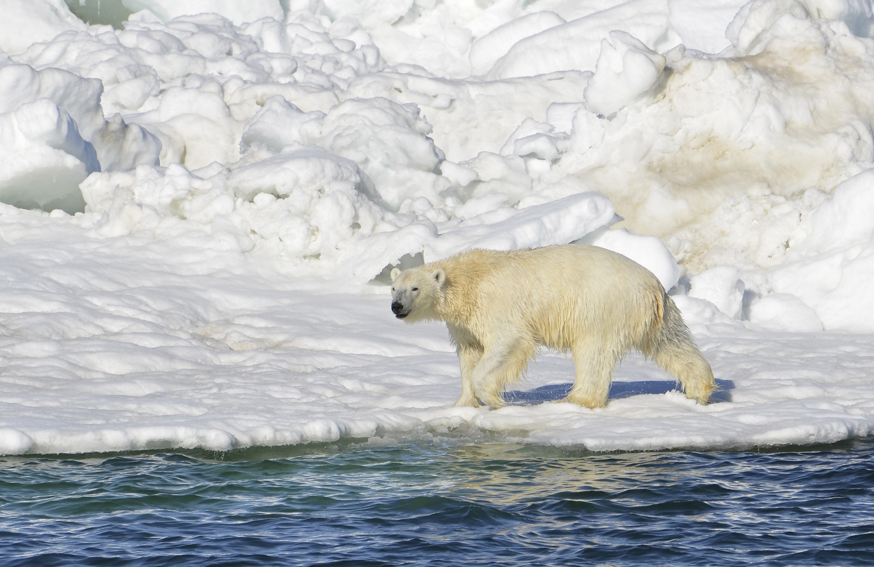 In this June 15, 2014 photo, a polar bear dries off after taking a swim in the Chukchi Sea in Alaska. (AP Photo/U.S. Geological Survey, Brian Battaile)
