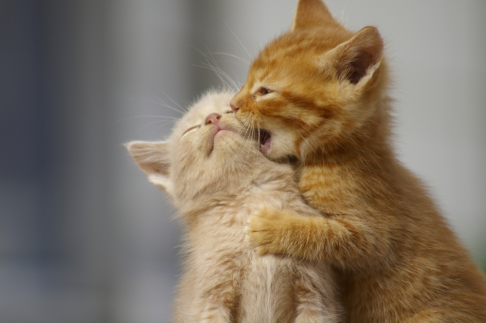 (<a href='http://www.shutterstock.com/gallery-1850126p1.html'>UrbanImages</a> via <a href='http://www.shutterstock.com/'>Shutterstock</a>)