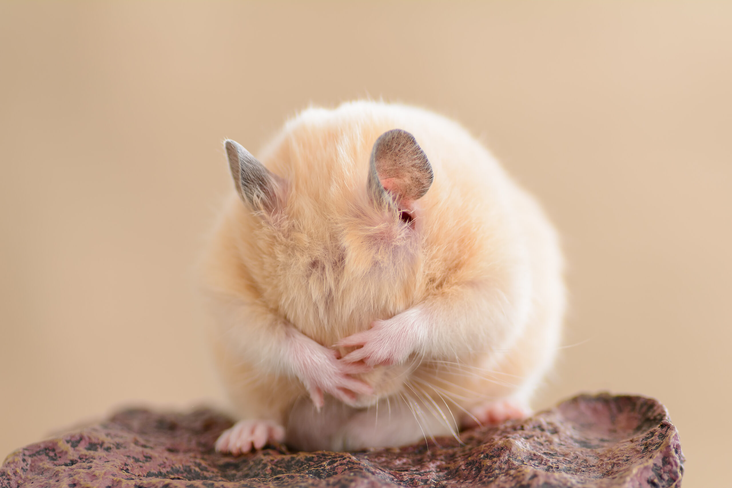 (Shutterstock)