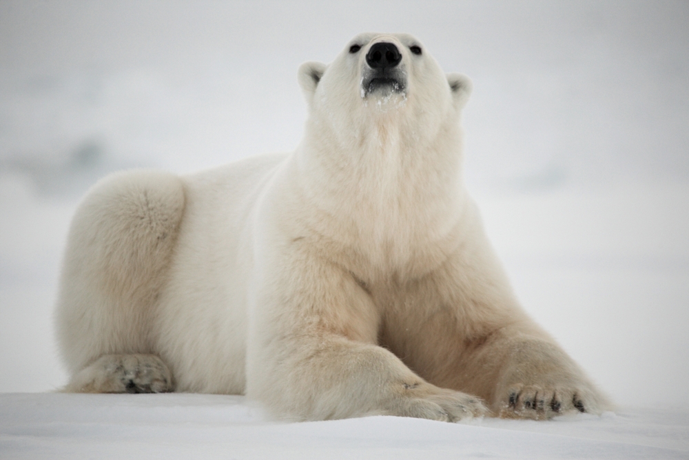 (Incredible Arctic/Shutterstock)