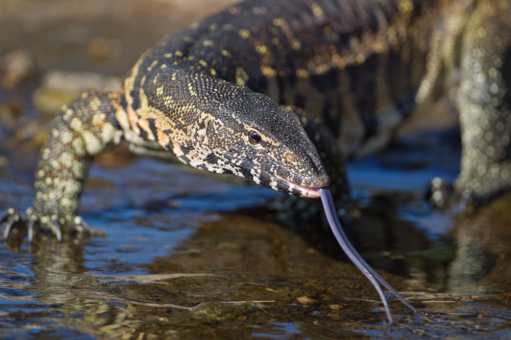 (Arnoud Quanjer/Shutterstock)