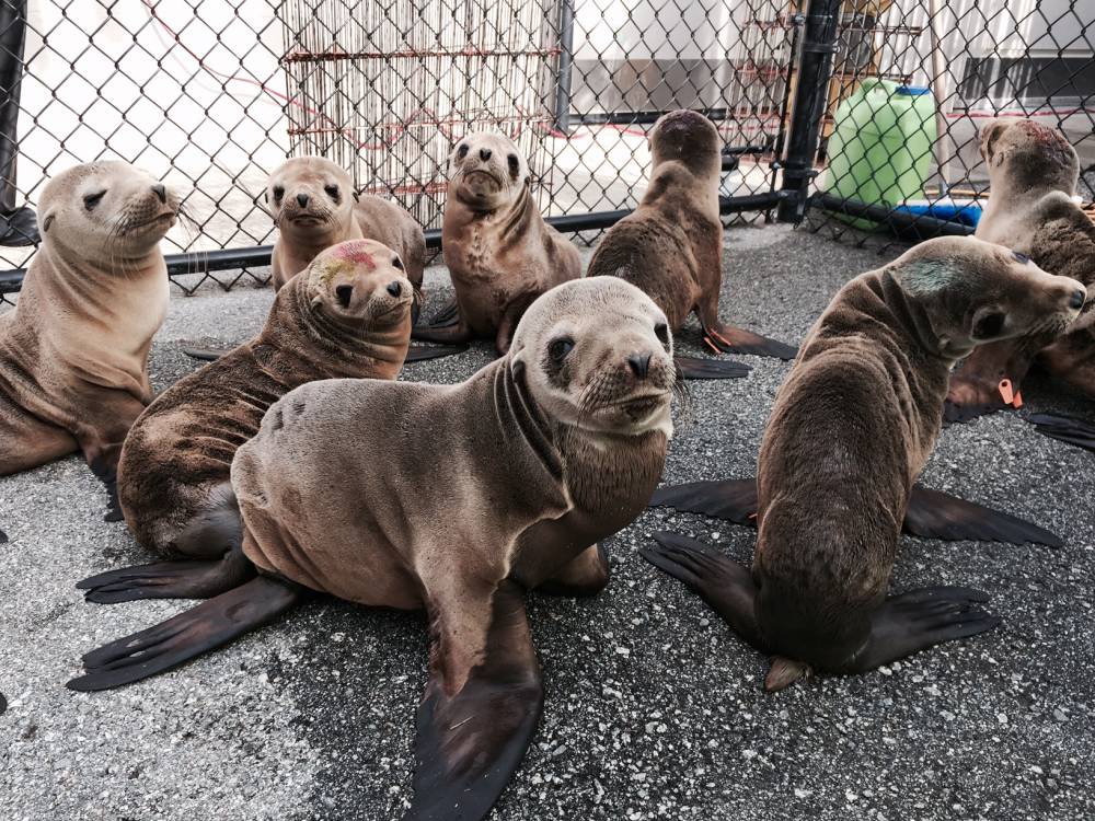A sea lion similiar to this one wandered into a restaurant in San Diego. (Marine Mammal Center)