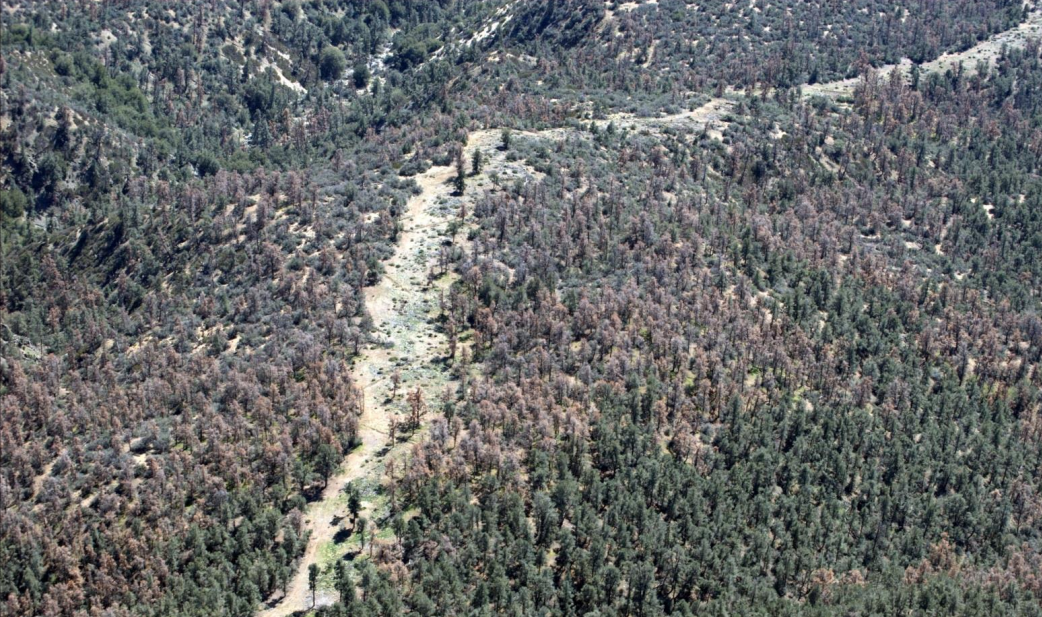 Recent as well as older pinyon mortality near Mt. Frazier on the Mt. Pinos Ranger District of the Los padres National Forest. Also note that green trees are discolored and symptomatic of drought stress. (U.S. Forest Service)