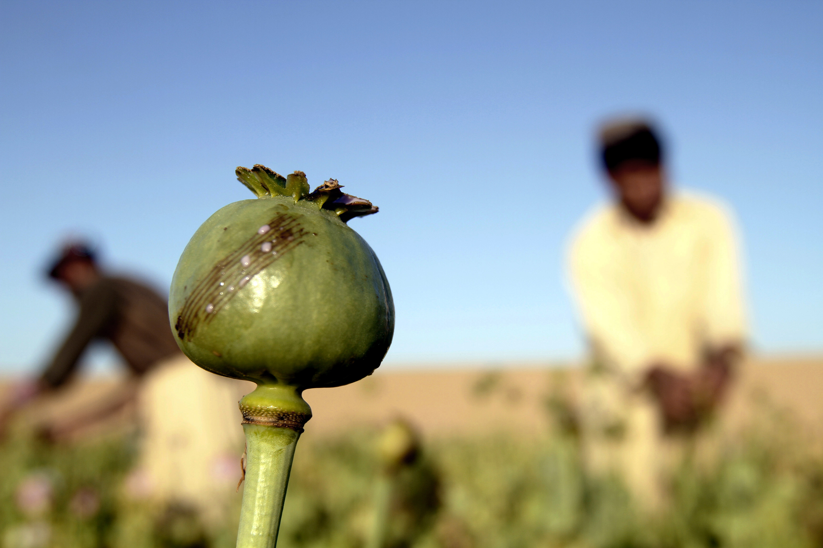 In this Saturday, April 11, 2015 photo, Afghan farmers harvest raw opium at a poppy field in Kandahars Zhari district, Afghanistan. This year, many Afghan poppy farmers are expecting a windfall as they get ready to harvest opium from a new variety of poppy seeds said to boost yield of the resin that produces heroin. The plants grow bigger, faster, use less water than seeds theyve used before, and give up to double the amount of opium, they say. (AP Photo/Allauddin Khan) (AP)