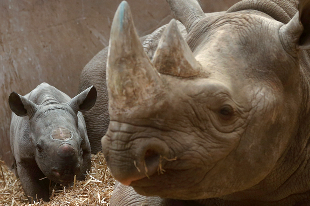 A five-day-old female Black Rhinoceros calf with its mother (Reuters/Phil Noble)