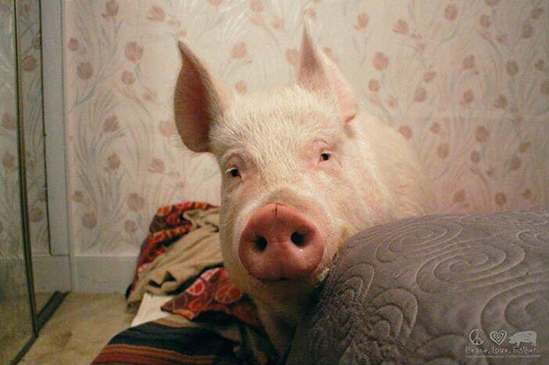 Esther the Wonder Pig (Facebook/Esther the Wonder Pig)