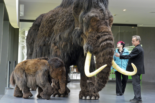 Mammoth reproductions in the visitors' center Ark Nebra in Nebra, Germany, March 29, 2012. (AP/Jens Meyer)