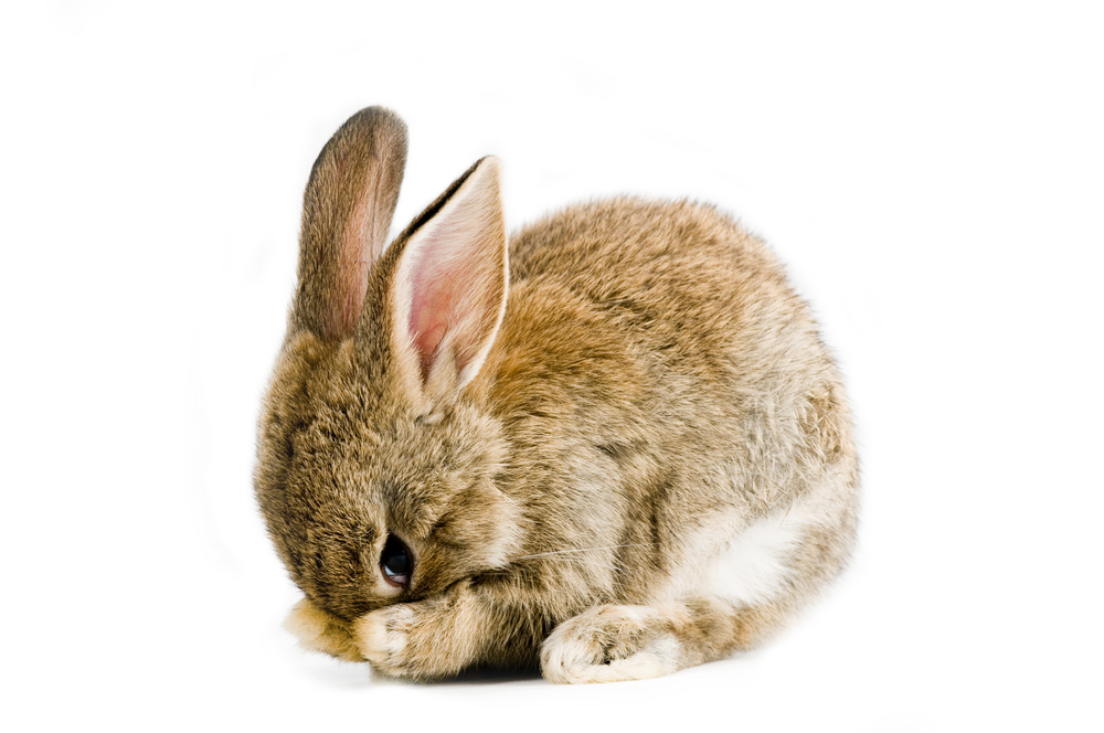 (muzsy/Shutterstock)