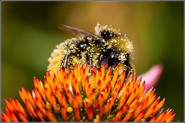 (Smudge 9000 via Flickr)