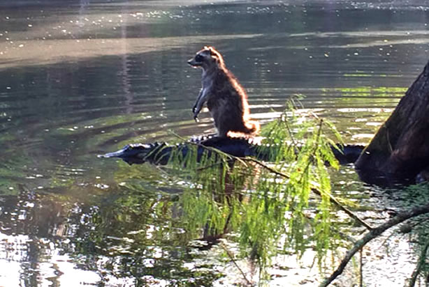 Raccoon atop alligator (WFTV)