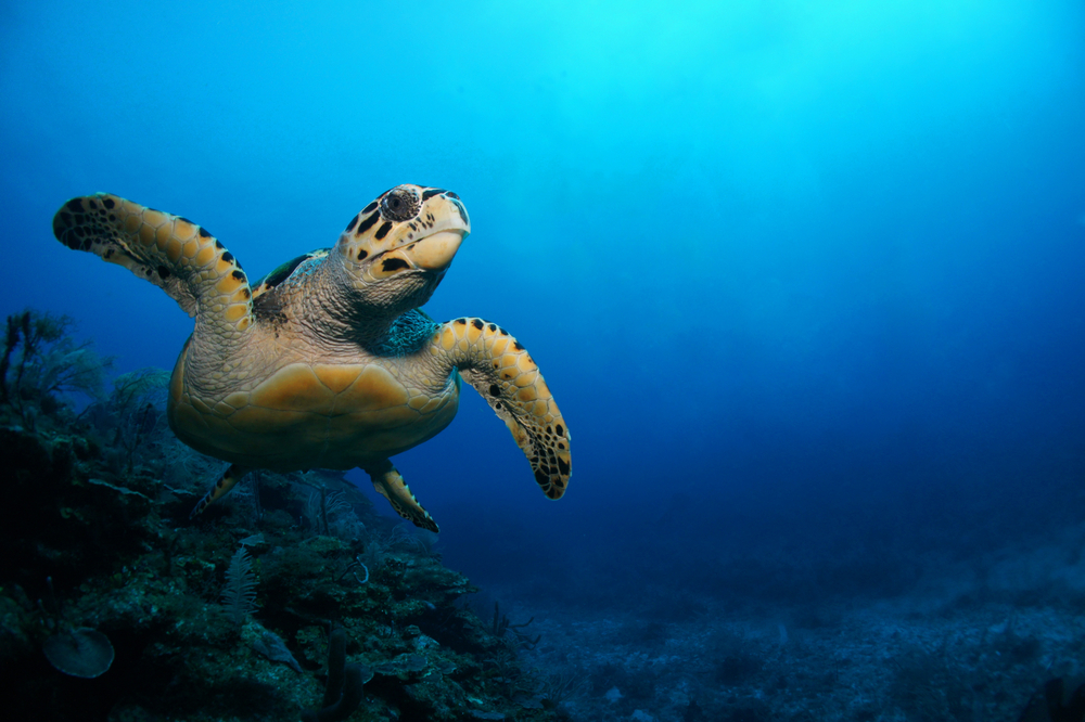 (Polly Dawson/Shutterstock)