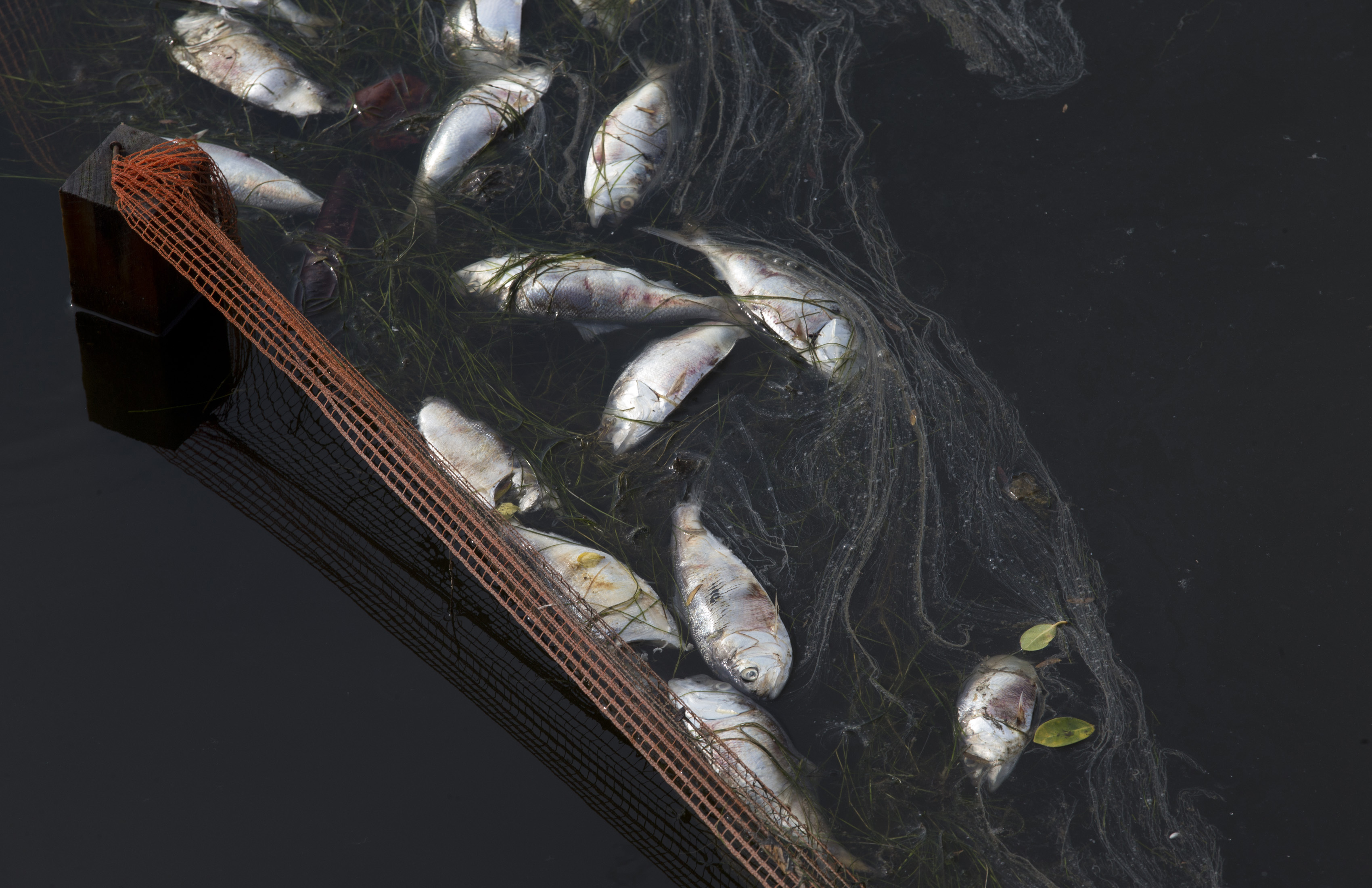 In this April 13, 2015 file photo, dead fish float at the Rodrigo de Freitas lagoon in Rio de Janeiro, Brazil. The rowing and canoeing venue for the 2016 Rio Olympics will be held  at the Rodrigo de Freitas lagoon, which is a beautiful locale spoiled by sewage-filled water and floating debris. (AP Photo/Silvia Izquierdo) (AP)