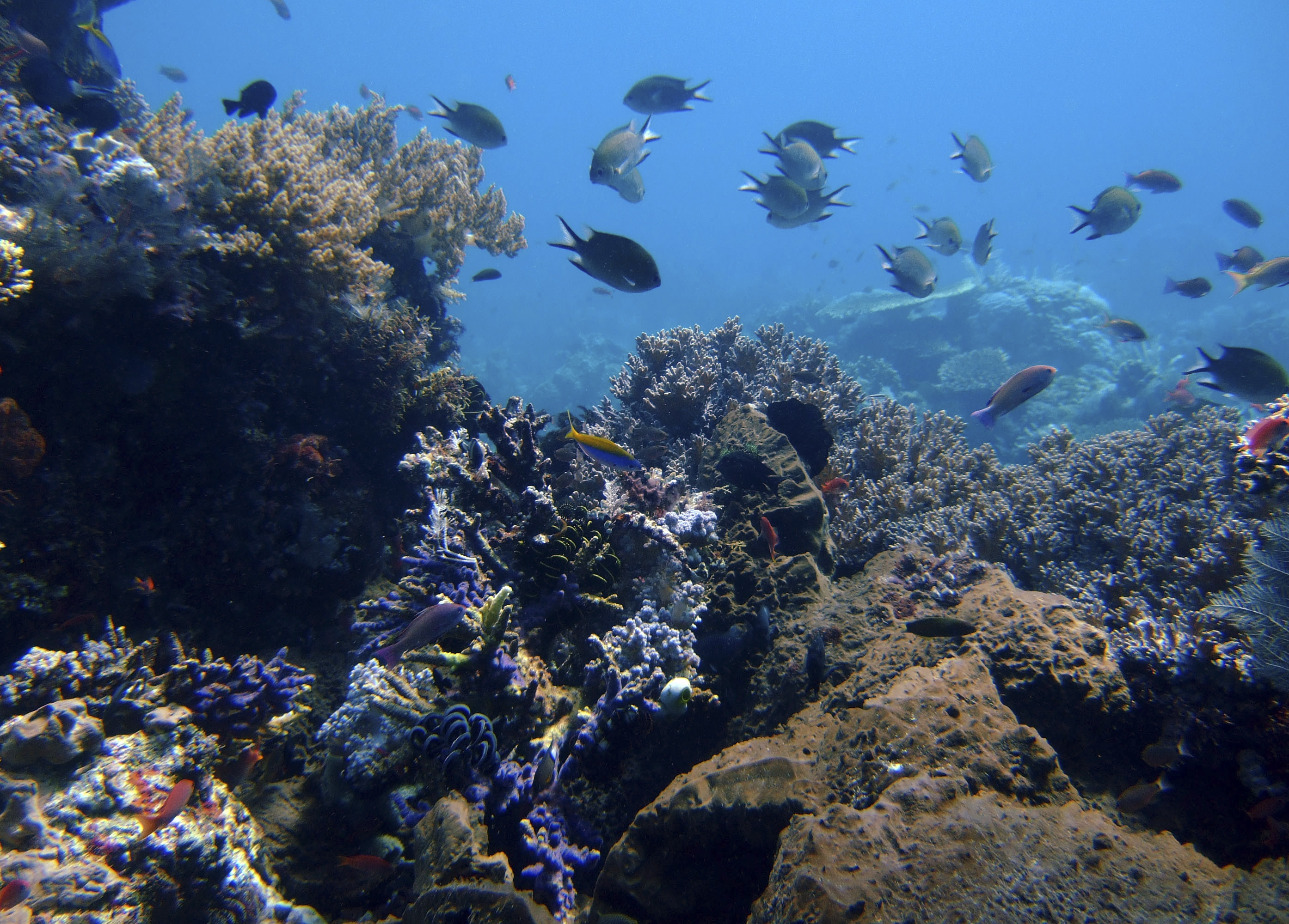 In this April 30, 2009 file photo, coral reefs grow in the waters of Tatawa Besar, Komodo islands, Indonesia. Rising demand for copper, cobalt, gold and the rare-earth elements vital in manufacturing smartphones and other high-tech products is causing a prospecting rush to the dark seafloor thousands of meters (yards) beneath the waves. The Jamaica-based International Seabed Authority has issued 27 separate 15-year contracts that allow for mineral prospecting on over 1 million square kilometers (over 390,000 sq. miles) of seabed in the Pacific, Atlantic and Indian Oceans. (AP Photo/Dita Alangkara, File) (AP)