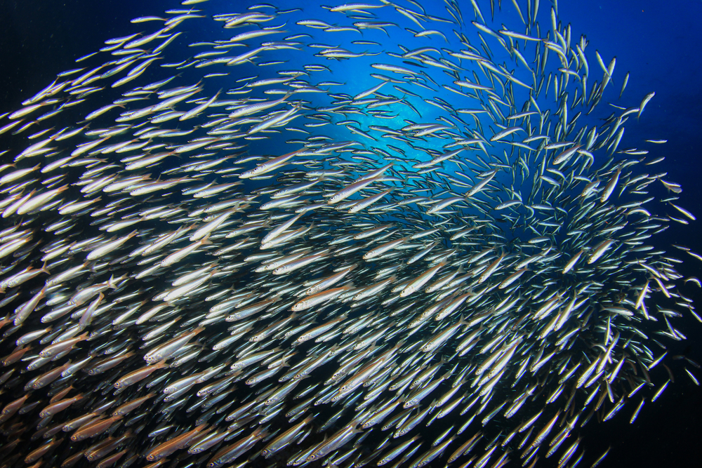 (Rich Carey/Shutterstock)
