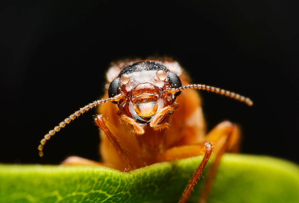 (SANIMFOCUS/Shutterstock)