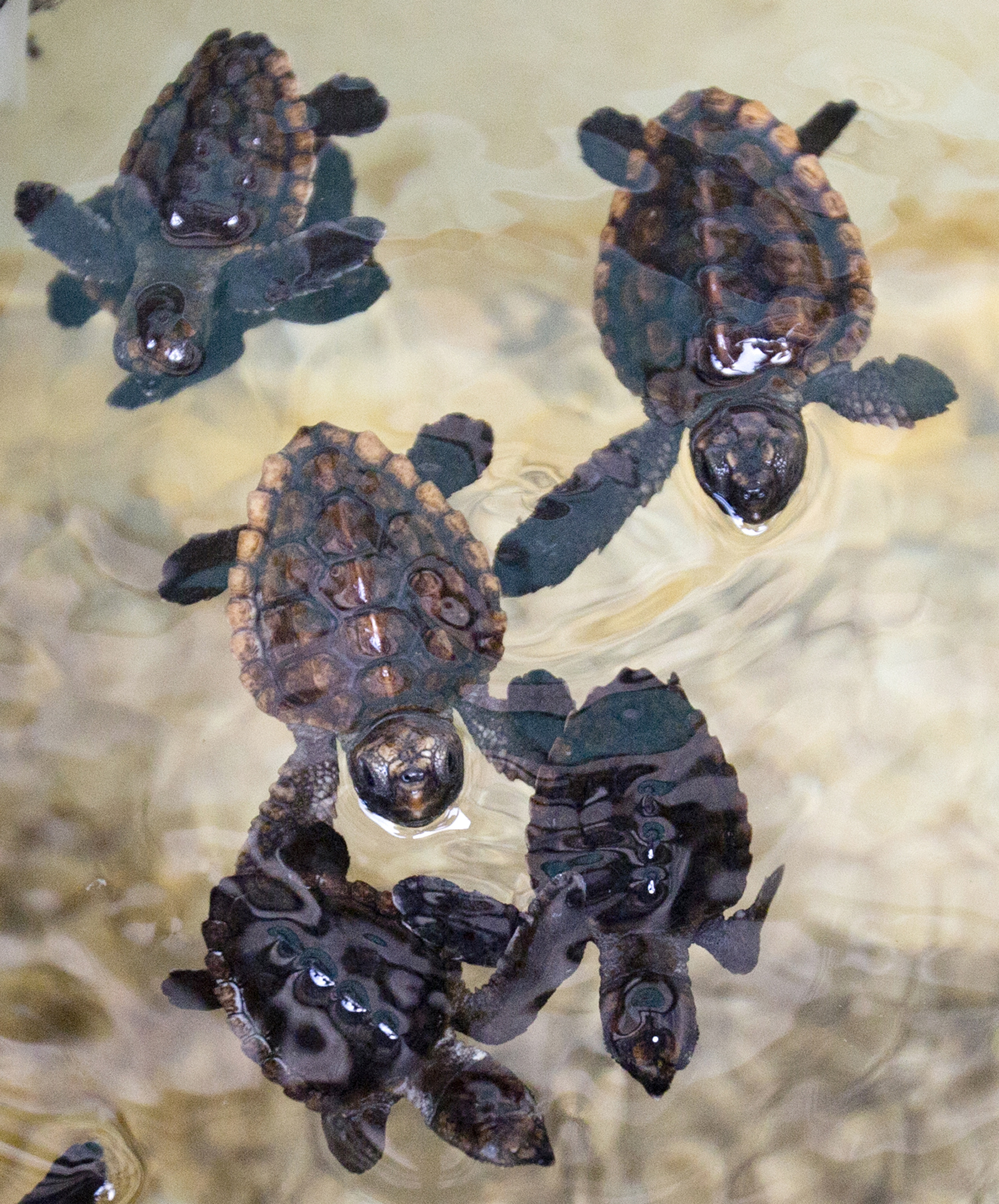 Loggerhead sea turtle hatchlings swim in a tank at the Gumbo Limbo Nature Center before being taken to a U.S. Coast Guard vessel for release, Monday, July 27, 2015, in Boca Raton, Fla. More than 600 Loggerhead hatchlings, nine Green sea turtle hatchlings, three rehabilitated Loggerhead post-hatchling and one Hawksbill post-hatchling sea turtle were released onto free-floating sargassum seaweed offshore. (AP Photo/Wilfredo Lee) (AP)