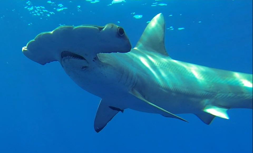 (Discovery Channel via AP)