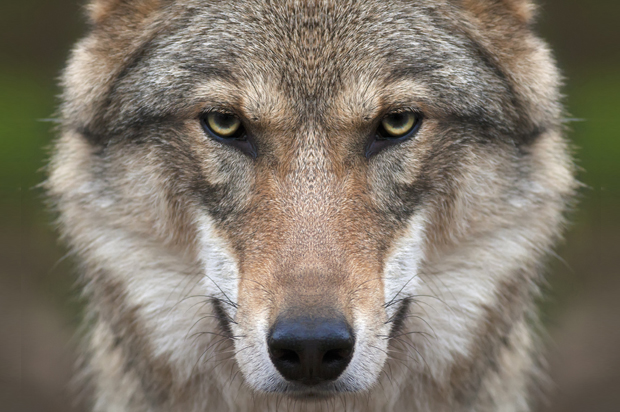 (<a href='http://www.shutterstock.com/gallery-1338889p1.html'>andamanec</a> via <a href='http://www.shutterstock.com/'>Shutterstock</a>)