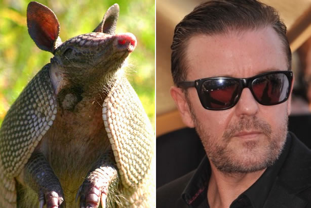 Armadillo, Ricky Gervais (Credit: <a href="https://www.flickr.com/photos/myfwcmedia/12988547315/" target="_blank" rel="noopener">Florida Fish and Wildlife/Flickr</a>, <a href="http://www.shutterstock.com/gallery-842245p1.html?cr=00&pl=edit-00" target="_blank" rel="noopener">Featureflash</a>/<a href="http://www.shutterstock.com/?cr=00&pl=edit-00" target="_blank" rel="noopener">Shutterstock</a>)