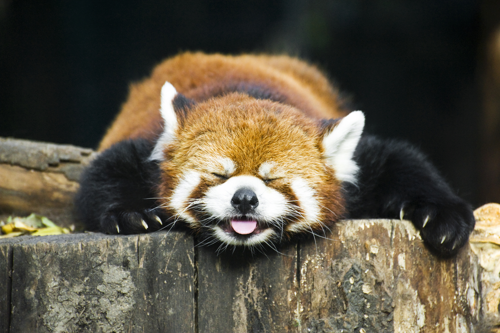 (Kachalkina Veronika/Shutterstock)