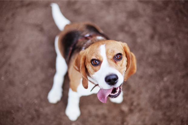 (<a href='http://www.shutterstock.com/gallery-2531134p1.html'>Katsiaryna Pakhomava</a> via <a href='http://www.shutterstock.com/'>Shutterstock</a>)