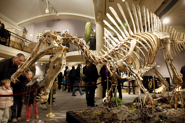 The skeleton of a prehistoric Spinosaurus at Drouot Montaigne auction house in Paris, Nov. 29, 2009. (AP/Francois Mori)