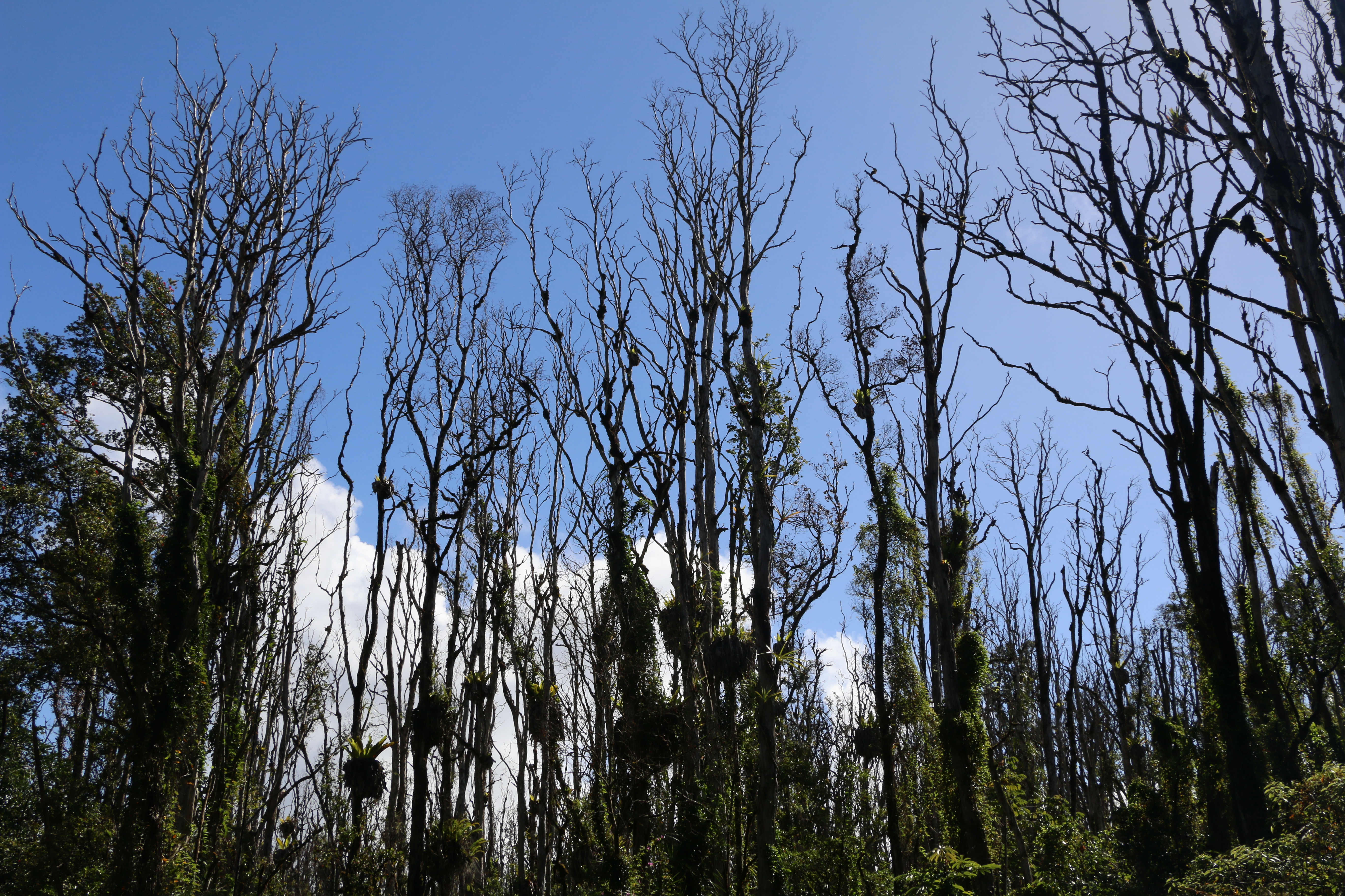 This Dec. 17, 2015 photo provided by the Hawaii State Department of Land and Natural Resources shows ohia lehua trees hit by the rapid ohia death fungus in Pahoa, Hawaii. A newly discovered fungus is killing a tree that's critical to Hawaii's water supply and feeding endangered native birds. (Hawaii State Department of Land and Natural Resources via AP) (AP)