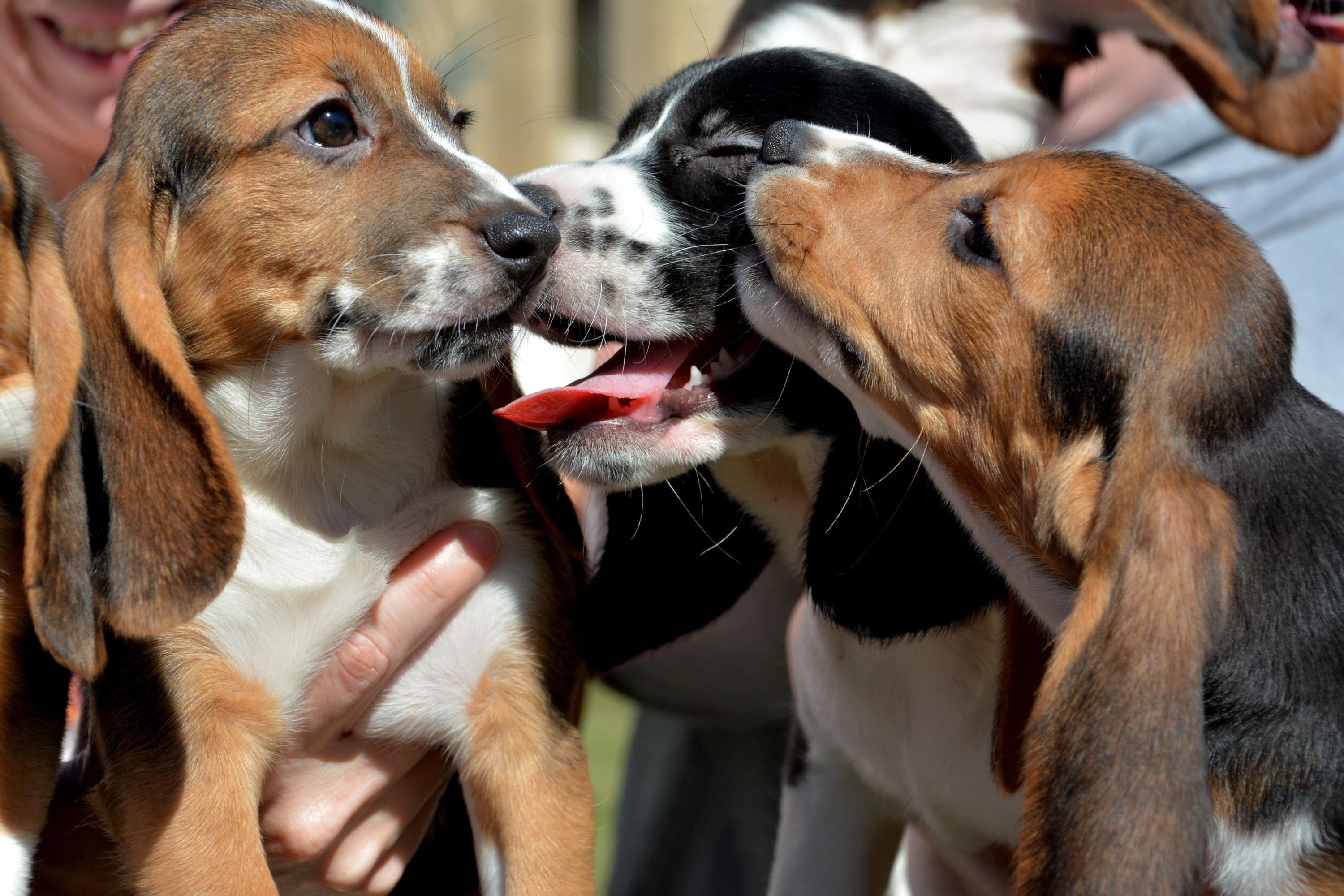 This Sept. 29, 2015, photo provided by Cornell University College of Veterinary Medicine shows seven week-old puppies born by in vitro fertilization at the Baker Institute for Animal Health in Ithaca, N.Y. (AP)