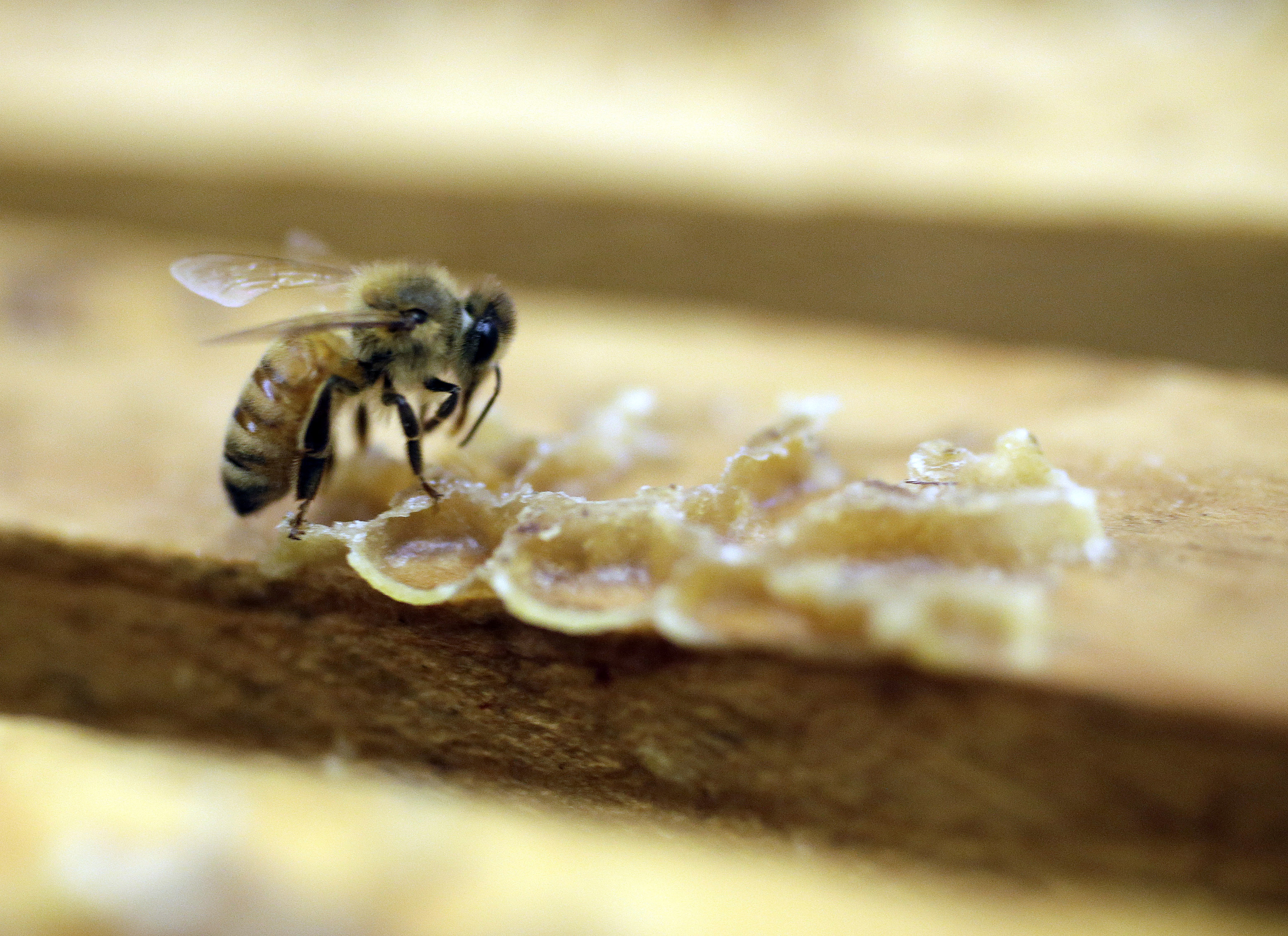 FILE - In this July 16, 2014, file photo, a bee works on a honeycomb the Gene Brandi Apiary in Los Banos, Calif.  The Environmental Protection Agency has found that a major pesticide harms honeybees when used on cotton and citrus but not on other big crops like corn, berries and tobacco.   (AP Photo/Marcio Jose Sanchez, File) (AP Photo/Marcio Jose Sanchez, File)