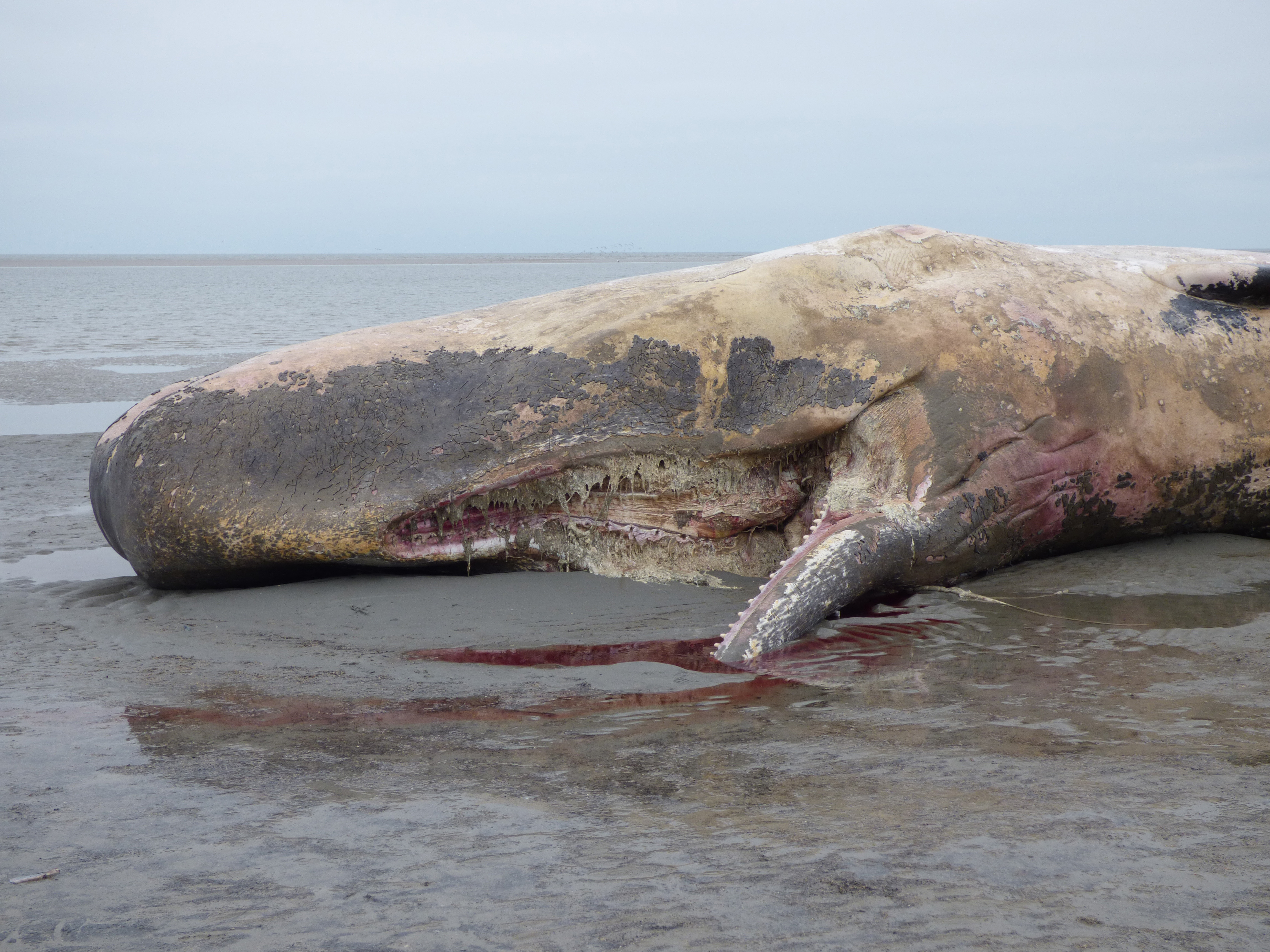 A 12 meter long  dead sperm whale lies stranded on the beach on the island of Fanoe close to Esbjerg at the Danish North Sea coast. The whale, apparently, has been dead for a couple of days and biologists are now preparing for a dissection the big animal. (AP/Photo Marco Brodde/POLFOTO) DENMARK OUT (AP)