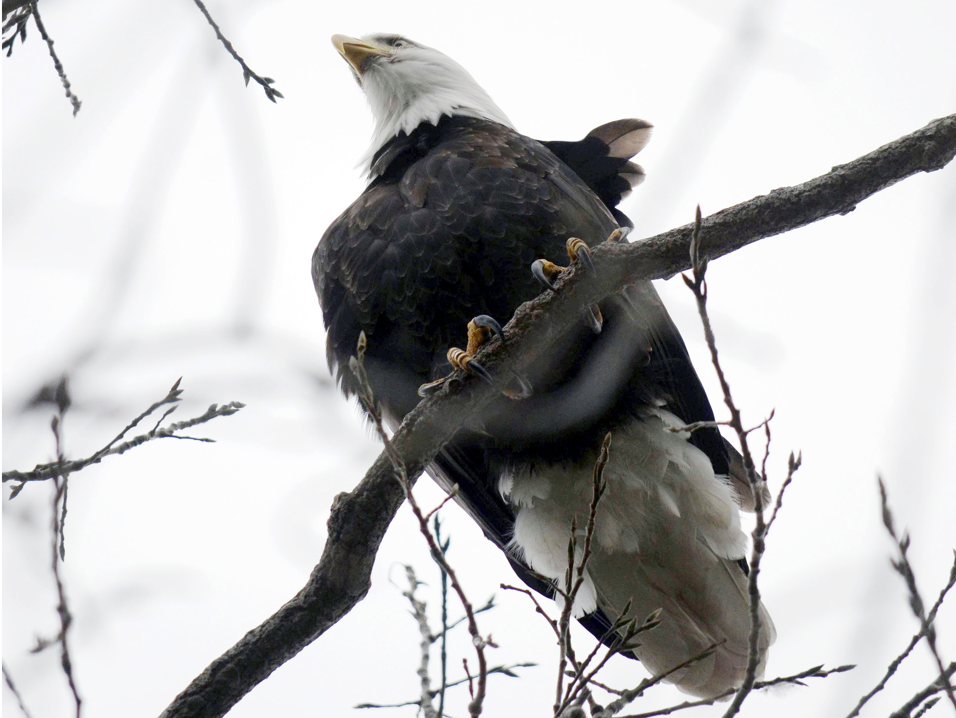 FILE - In this Oct. 20, 2014 file photo, a bald eagle perches over Onota Lake in Pittsfield, Mass. In 2015 the number of bald eagles in Massachusetts reached a record high in since the majestic birds of prey were reintroduced to the state in 1982. The increase was driven in large part by a surprising population boom in the more urban areas of the state close to Boston. (Ben Garver/The Berkshire Eagle via AP, File ) BERKSHIRE COURIER OUT, GREAT BARRINGTON RECORD OUT, RURAL INTELLIGENCER OUT, BERKSHIRES OUT (AP)
