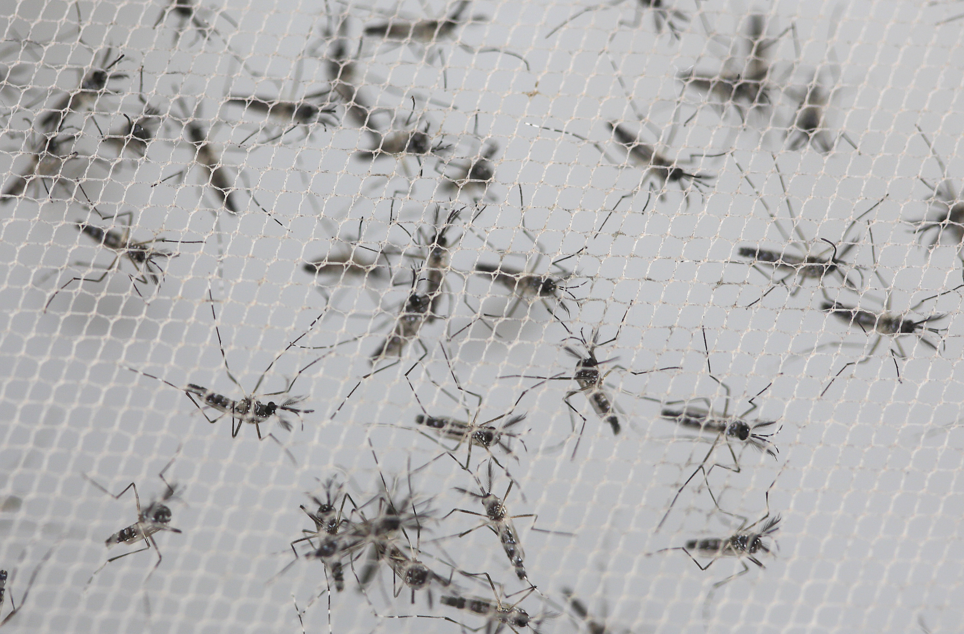 Aedes aegypti mosquitoes (AP/Andre Penner)