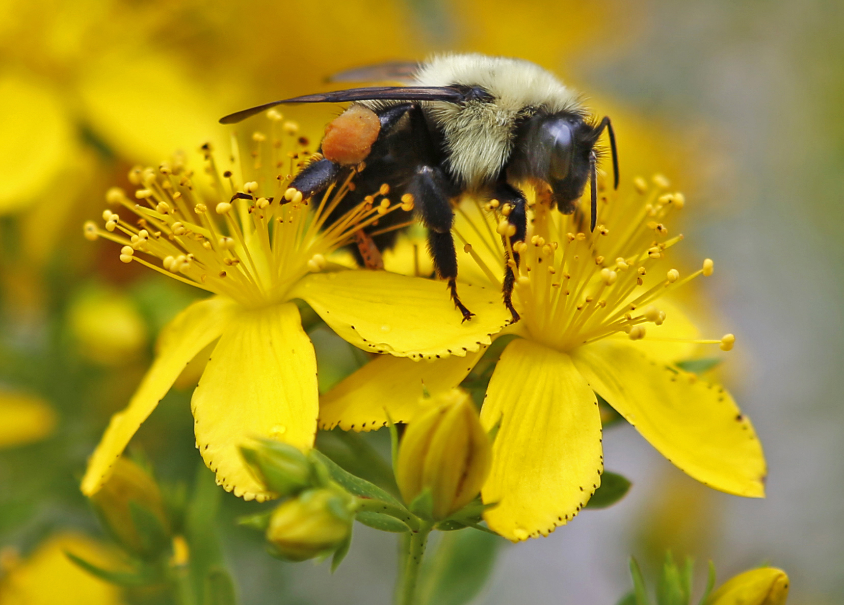 In this July 8, 2015 file photo a bumblebee gathers nectar on a wildflower in Appleton, Maine. (AP Photo/Robert F. Bukaty, File)
