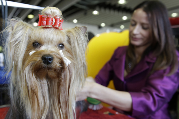 A Yorkshire Terrier named Cali is groomed at the Westminster Kennel Club show in New York, Feb. 16, 2015. (AP/Seth Wenig)