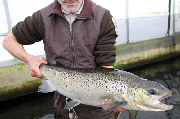 An Atlantic salmon (AP/Jim Cole)
