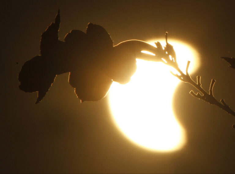 The moon is obscuring part of the sun over flowers during a solar eclipse in Phnom Penh, Cambodia, Wednesday, March 9, 2016.  Earth's sun is the primary natural source of neutrino emissions detectable on Earth. (AP Photo/Heng Sinith) (AP Photo/Heng Sinith)