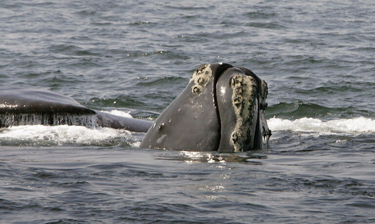 FILE - In this April 10, 2008 file photo, the head of a right whale peers up from the water as another whale passes behind in Cape Cod Bay near Provincetown, Mass. The endangered whales increasingly are frequenting the bay, enticed by the fine dining possibilities of its plankton-rich waters. They foraged in the bay for centuries, where their numbers were decimated when whalers hunted them for their oil and plastic-like baleen bone. For a stretch in the late 1990s, fewer than 30 whales were sighted each year. (AP Photo/Stephan Savoia, File) (AP)