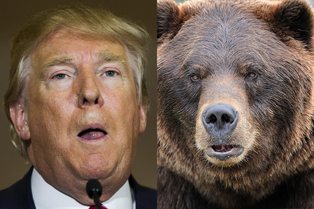 Donald Trump, a Grizzly Bear (Reuters/Lucas Jackson/<a href='http://www.shutterstock.com/gallery-519559p1.html'>Nagel Photography</a> via <a href='http://www.shutterstock.com/'>Shutterstock</a>)