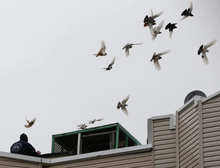 Pigeon keeper Chris Szwaba, left, releases birds from a loft atop the roof of the Sunset Park building where he keeps 400 pigeons, Monday, April 4, 2016, in the Brooklyn borough of New York. Rising rents and gentrification have left only about 100 pigeon keepers in a New York City area that was once one of the hubs of a sport in which keepers try to lure birds away from rivals. Szwaba said he learned the hobby from his father. After the birds breed, Szwaba expects to have as many as about 700 birds, which he refers to as his "babies." (AP Photo/Kathy Willens) (AP)