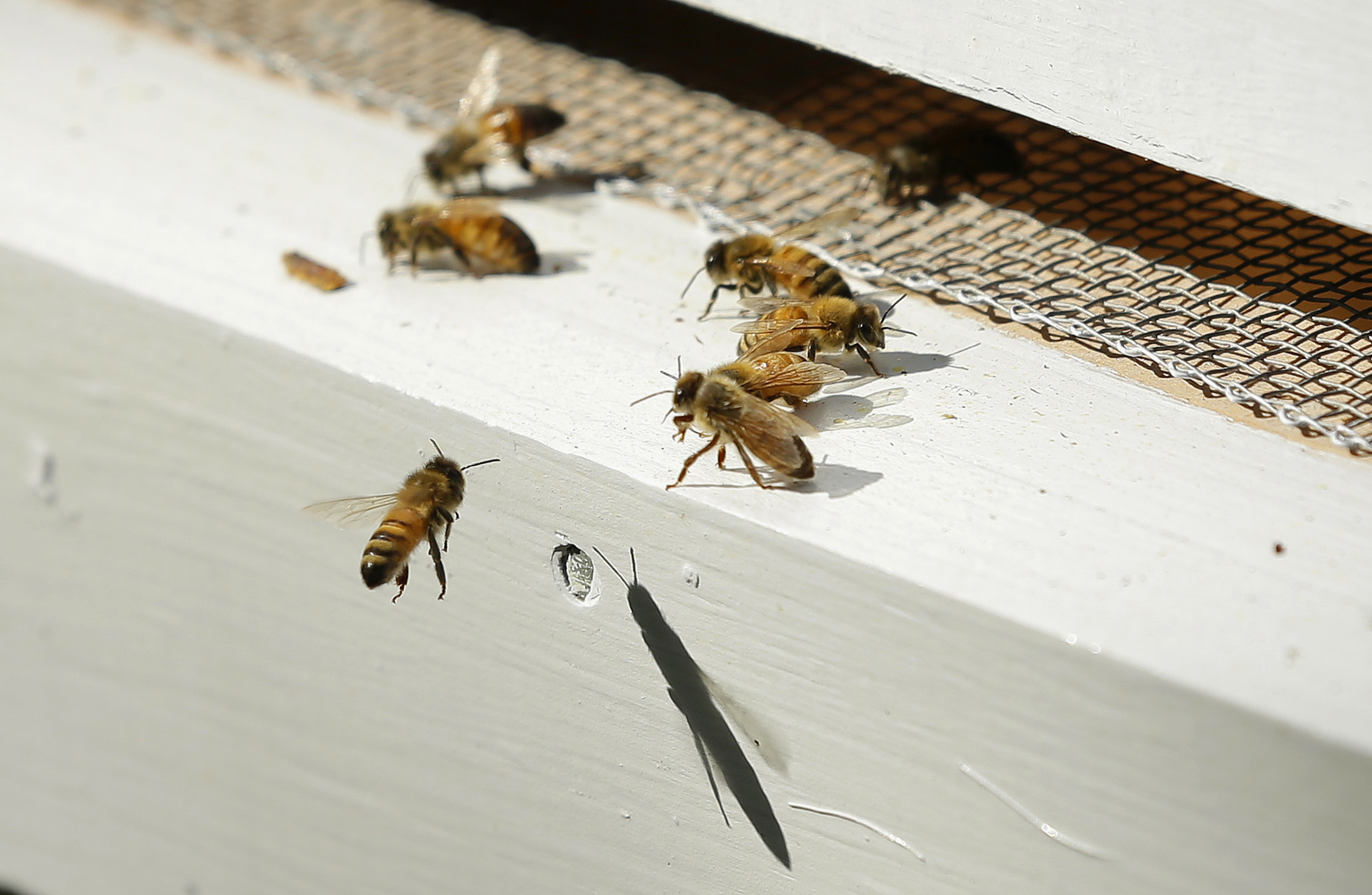 (AP Photo/Ted S. Warren, File)