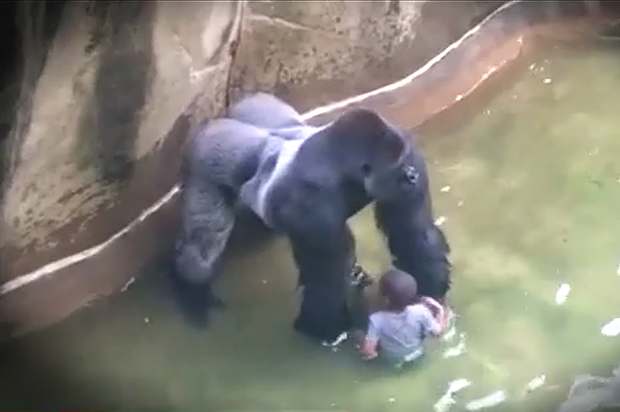 Harambe the gorilla (CNN)