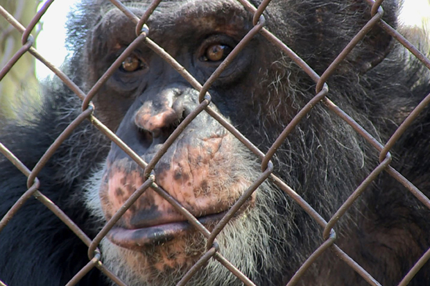 A captive chimpanzee in a roadside zoo, as seen in "Unlocking the Cage" (Pennebaker Hegedus Films)