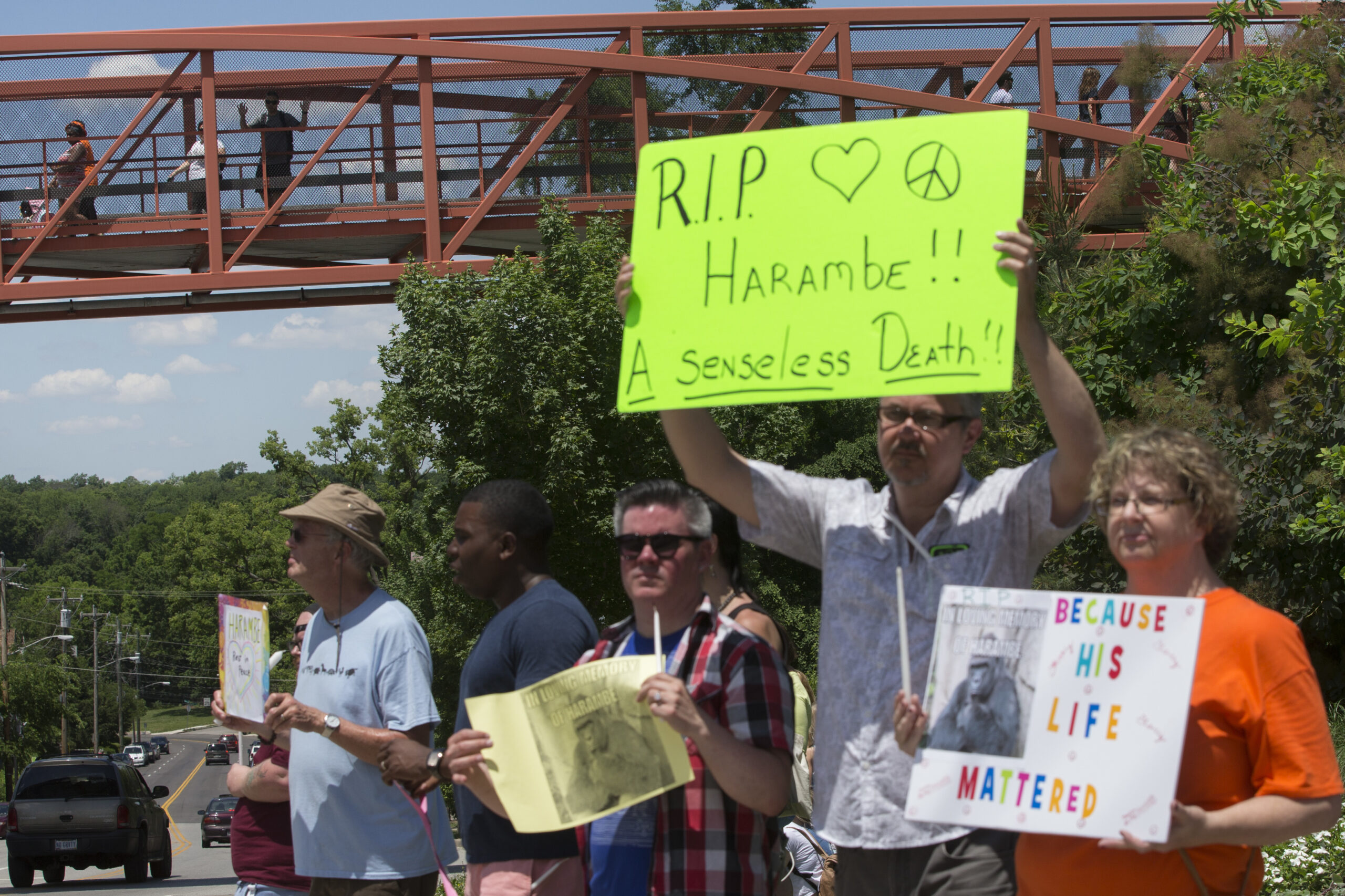 Zoo visitors look at protestors and mourners from a walk bridge during a vigil for the gorilla Harambe outside the Cincinnati Zoo & Botanical Garden, Monday, May 30, 2016, in Cincinnati. Harambe was killed Saturday at the Cincinnati Zoo after a 4-year-old boy slipped into an exhibit and a special zoo response team concluded his life was in danger. (AP Photo/John Minchillo) (AP)