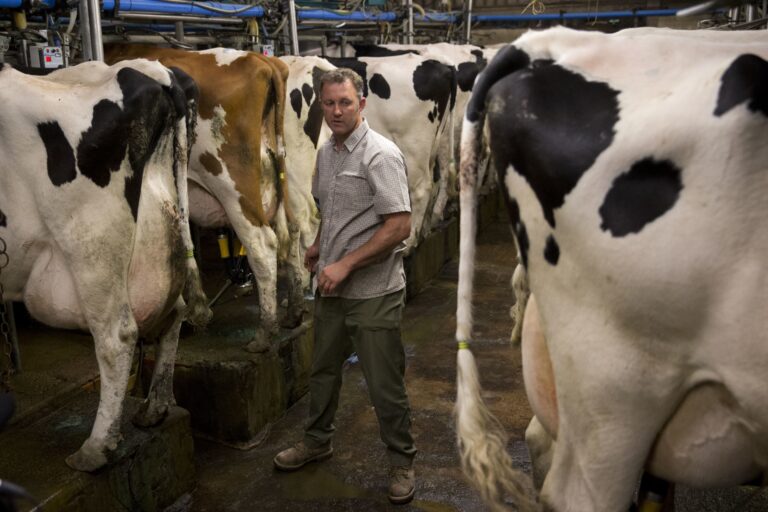 In this photo taken Thursday, June 16, 2016, dairy farmer Robert Warnock, who plans to vote this week for Britain to leave the EU, stands with his Holstein Friesian cattle as they are milked in a milking parlour on Capel Church Farm, in the village of Capel-le-Ferne, near Folkestone, south east England. (AP Photo/Matt Dunham) (AP)